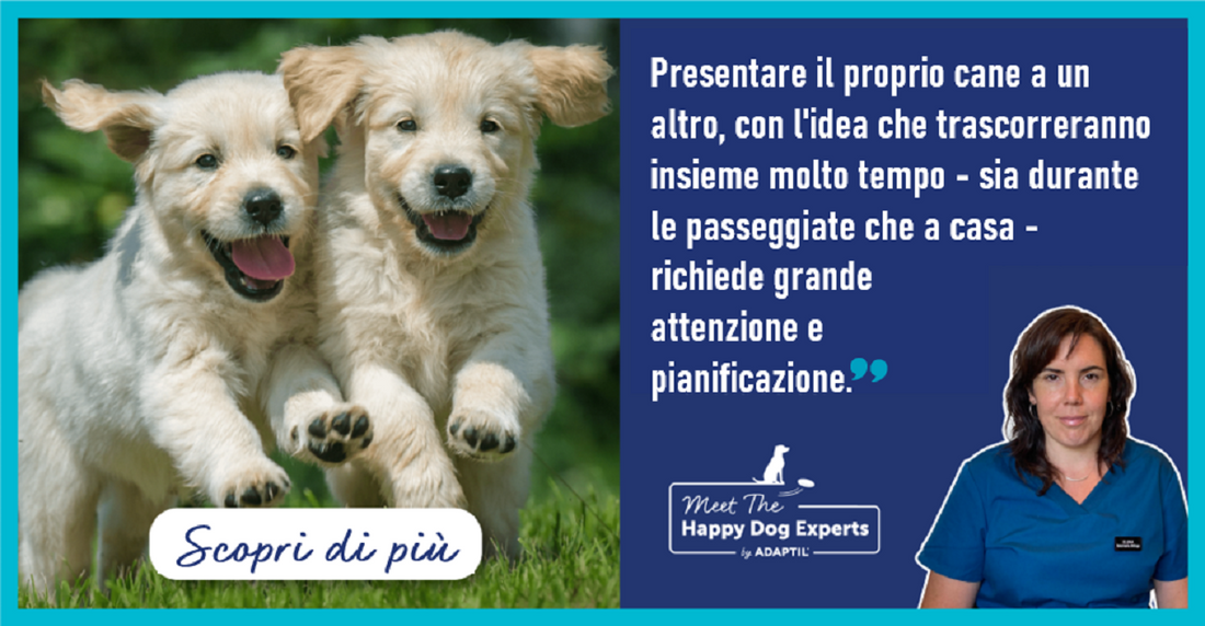 Consigli per introdurre il tuo cane, agli altri cani in casa