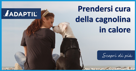 Prendersi cura della cagnolina in calore