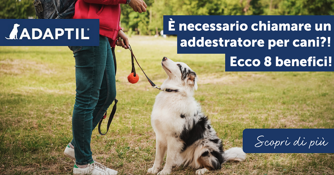 È necessario chiamare un addestratore per cani? Ecco 8 benefici!
