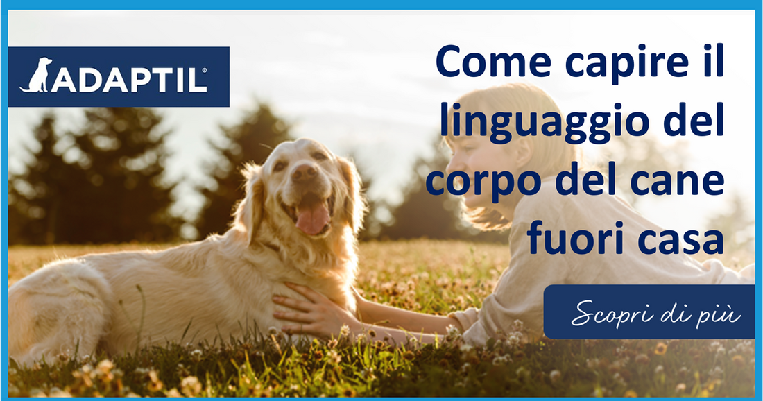 Come capire il linguaggio del corpo del cane fuori casa