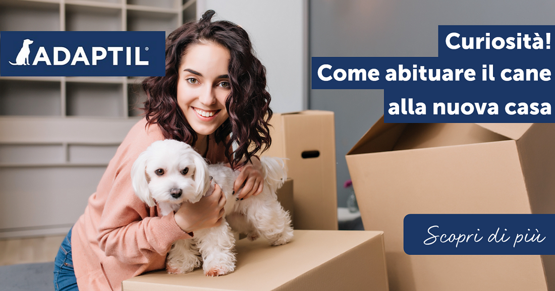 Curiosità! Come abituare il cane alla nuova casa