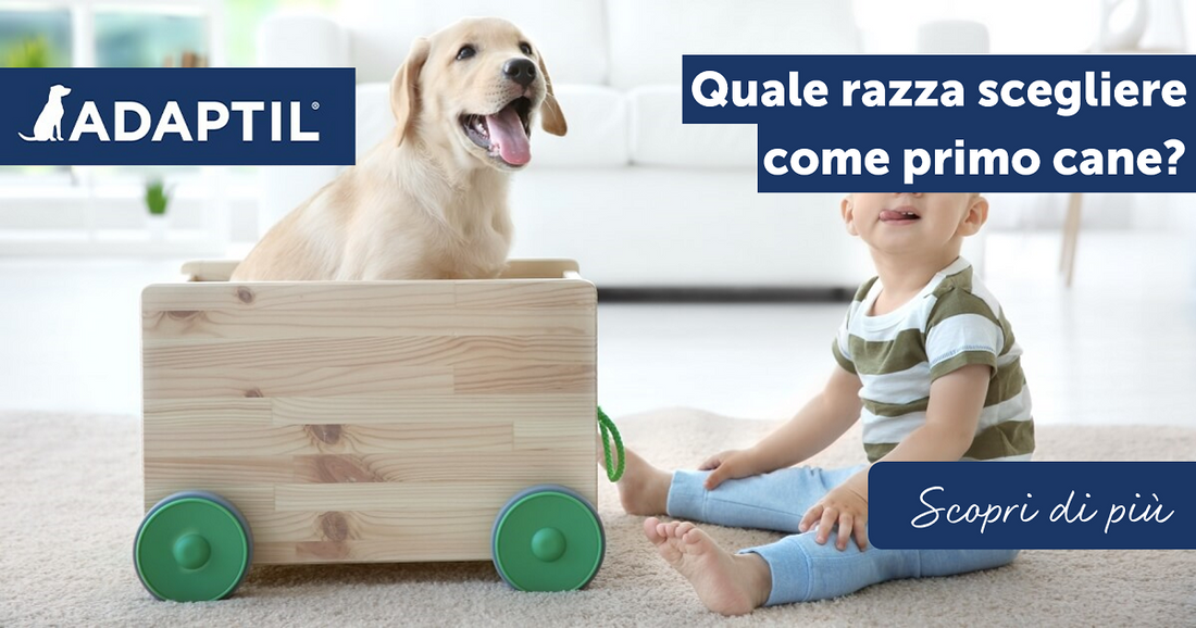Quale razza scegliere come primo cane?