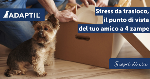 Stress da trasloco, il punto di vista del tuo amico a 4 zampe.