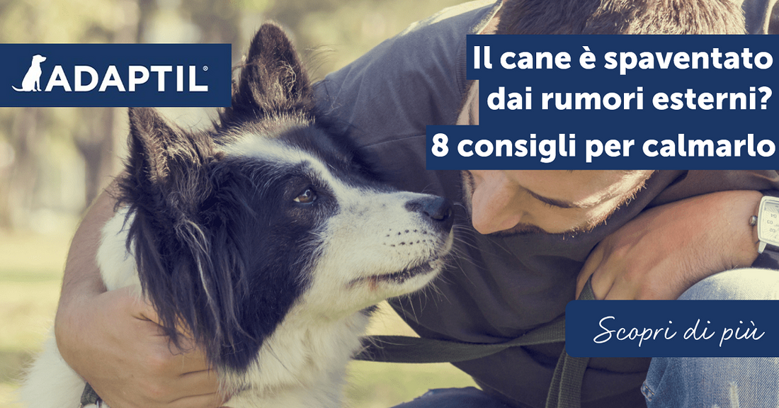 Il cane è spaventato dai rumori esterni? 8 consigli per calmarlo
