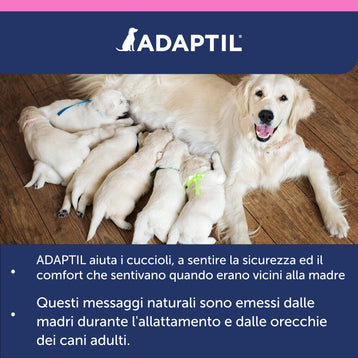 ADAPTIL Junior Collare