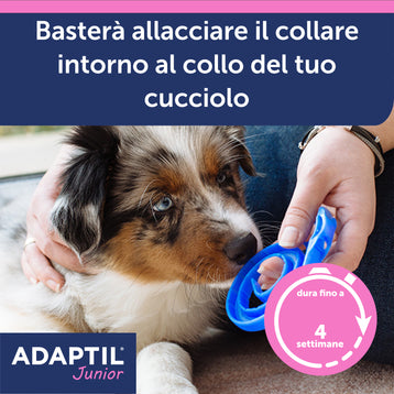 ADAPTIL Junior Collare
