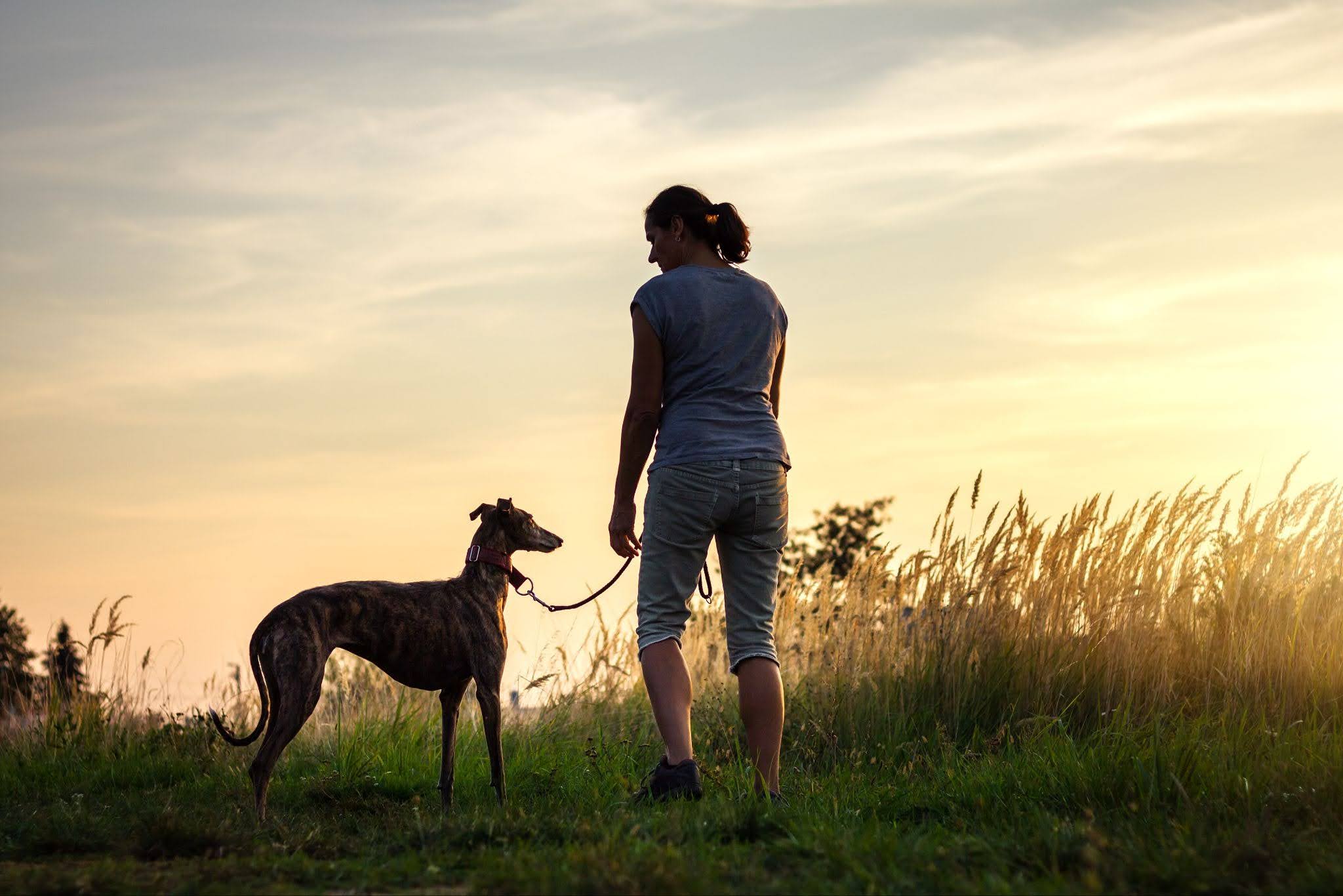 Umano in una passeggiata in un campo con un levriero al tramonto. 