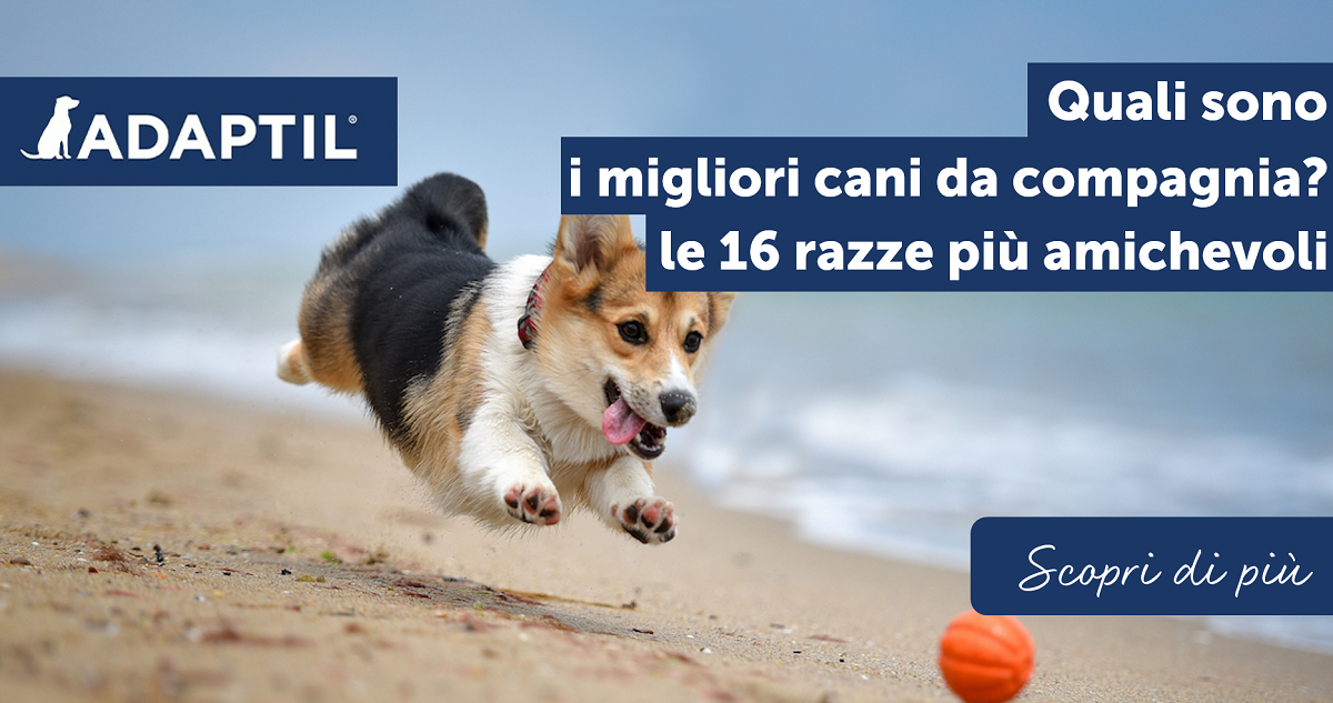 Quali sono i migliori cani da compagnia? Le 16 razze più amichevoli