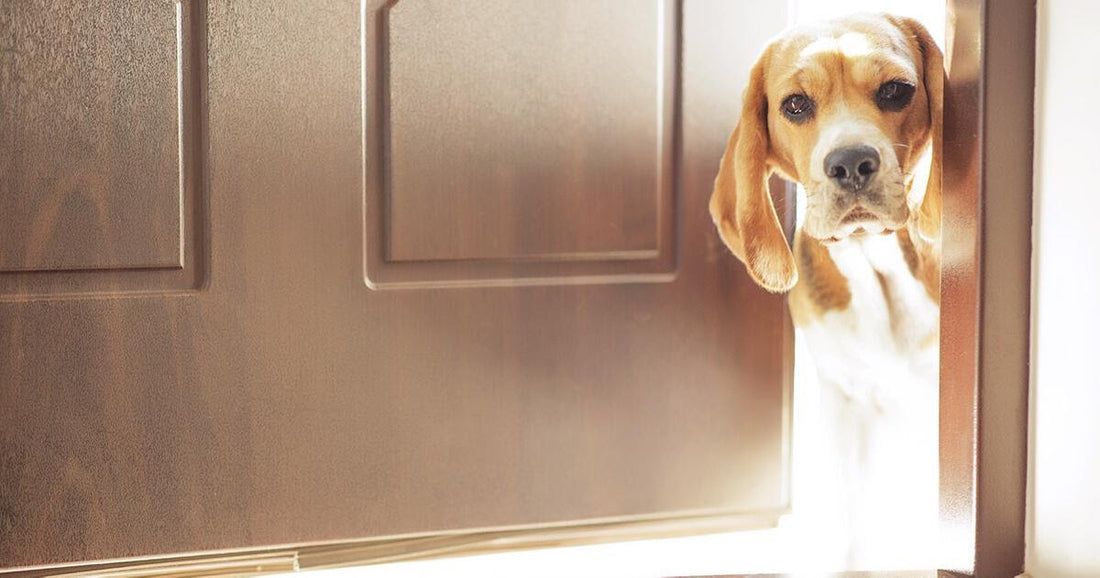 Il punto di vista di un cucciolo: “Chi è alla porta?”