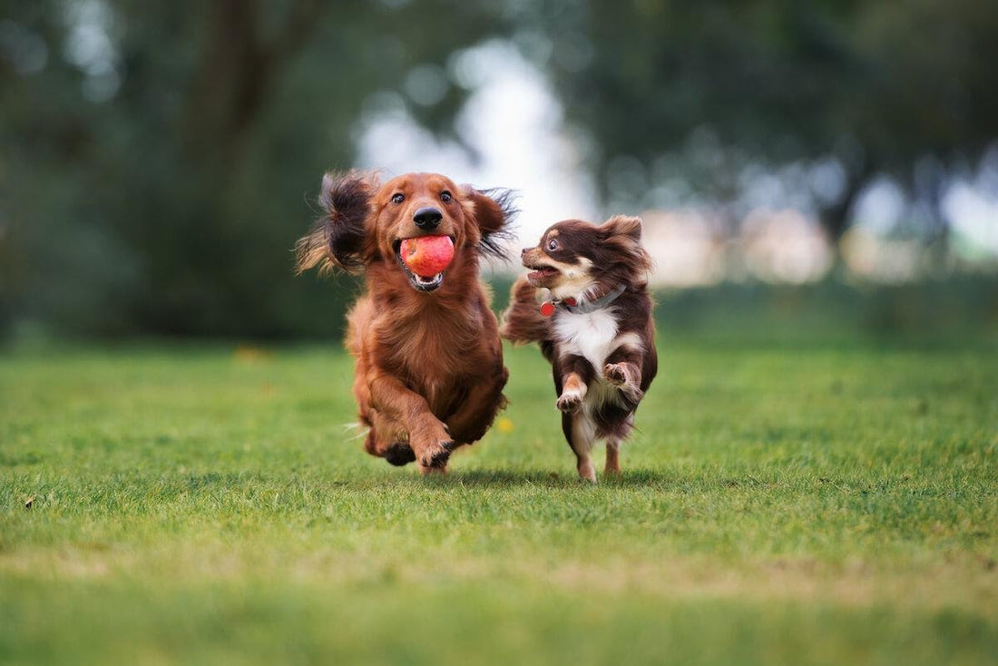 Quanto esercizio deve fare il cane ogni giorno?