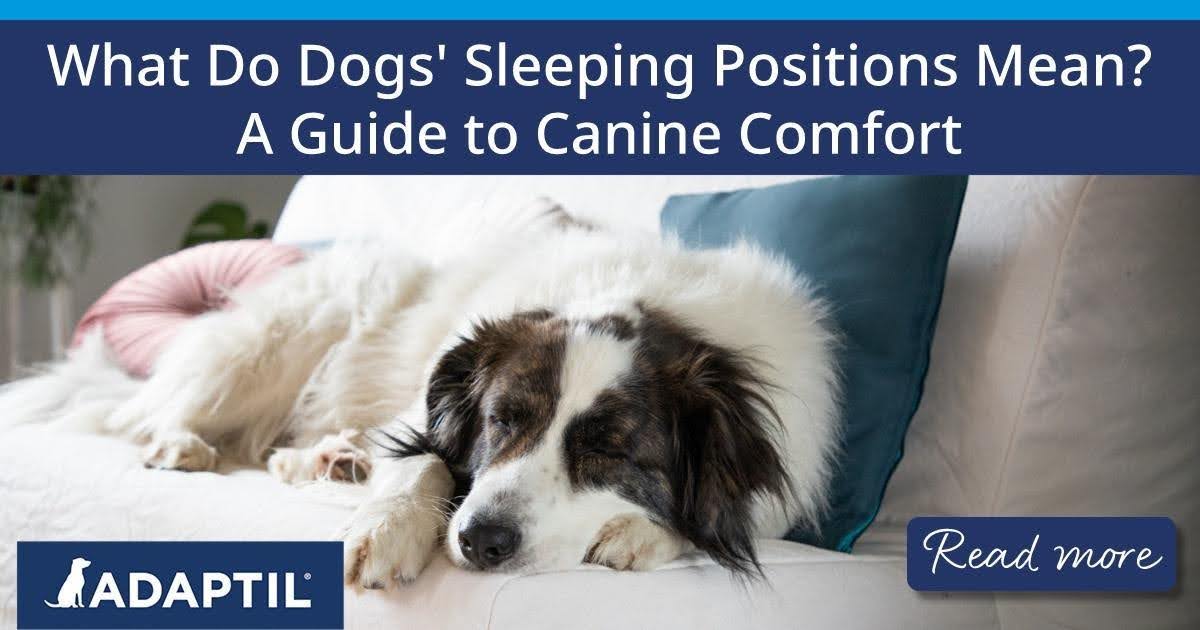 Cosa significano le posizioni in cui dormono i cani?