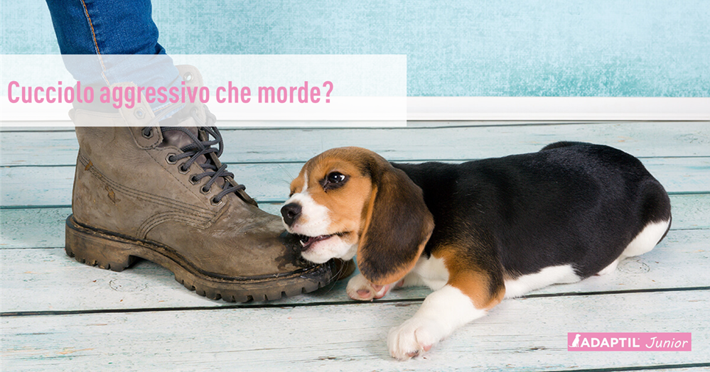 Il cane mette i denti! Come gestire un cucciolo aggressivo che morde!