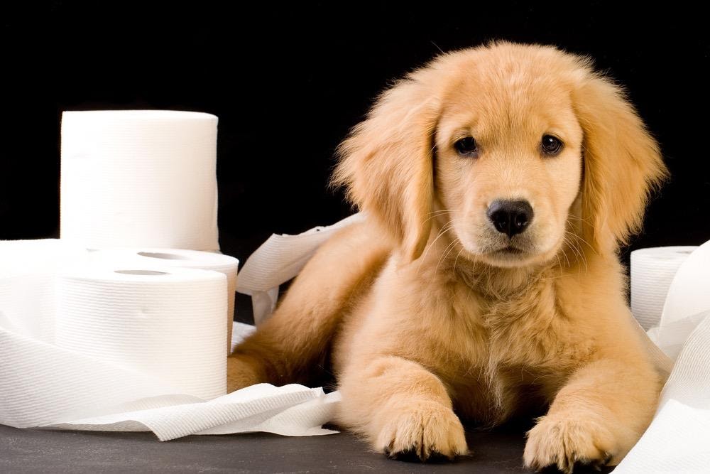 Quanto ci vuole per insegnare al cucciolo dove fare i bisogni?