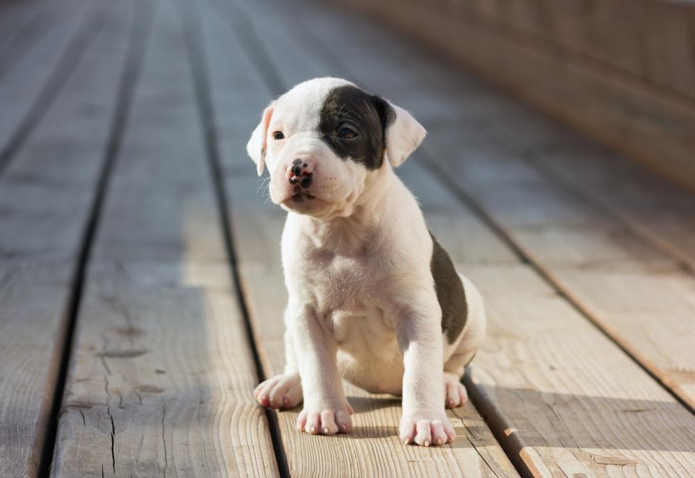 Sei pronto per il tuo nuovo cucciolo?