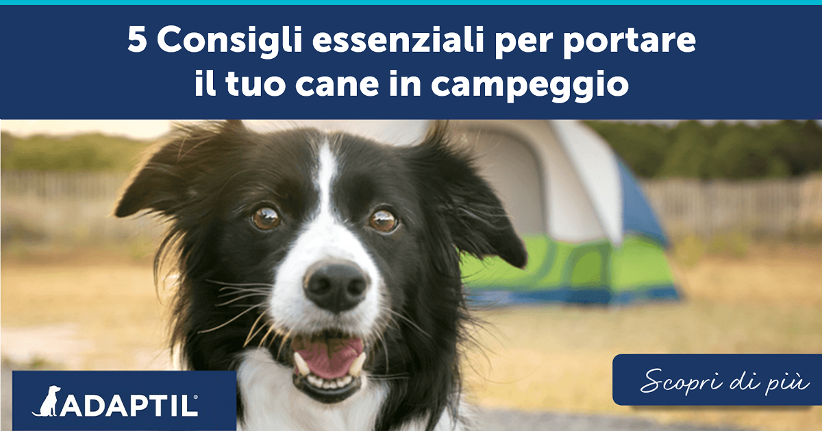 5 Consigli essenziali per portare il tuo cane in campeggio
