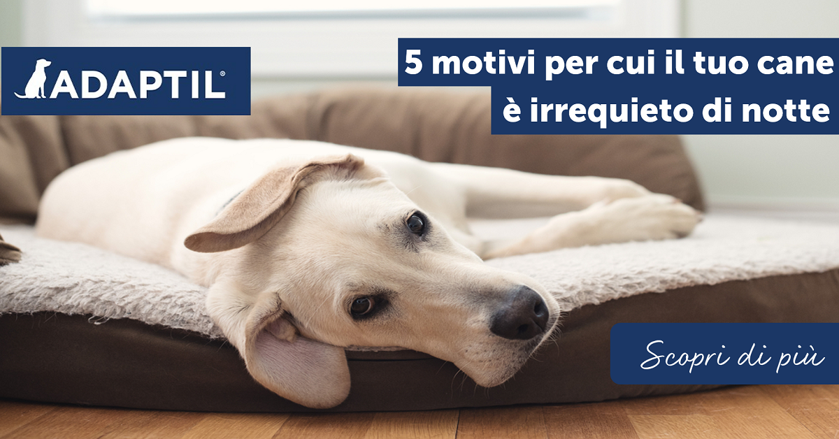5 motivi per cui il tuo cane è irrequieto di notte