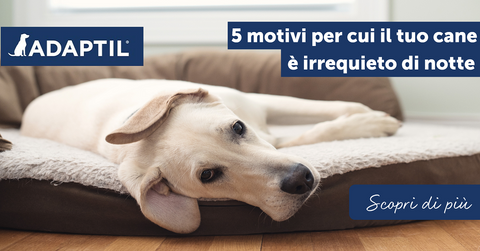 5 motivi per cui il tuo cane è irrequieto di notte