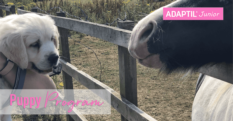 4 consigli per aiutare il cucciolo ad adattarsi alle situazioni nuove