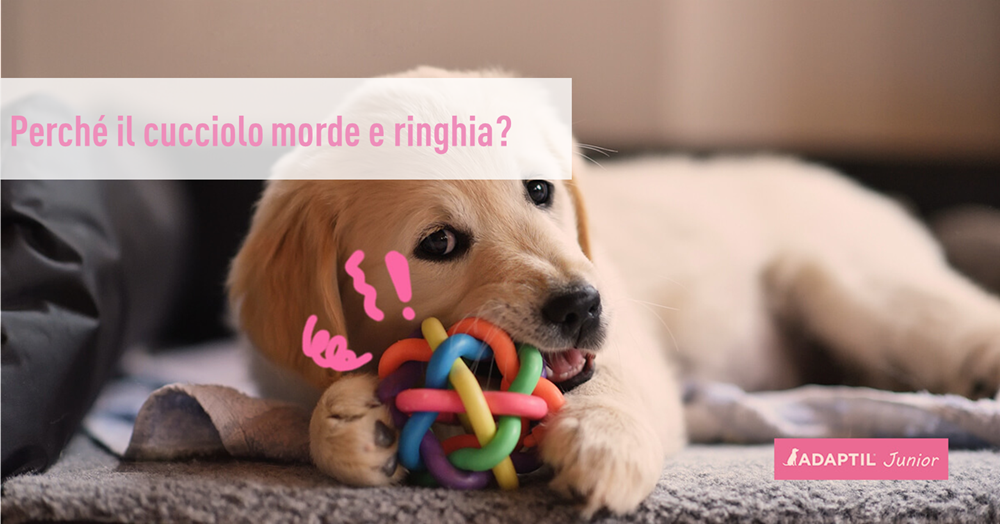 Perché il cucciolo morde e ringhia?