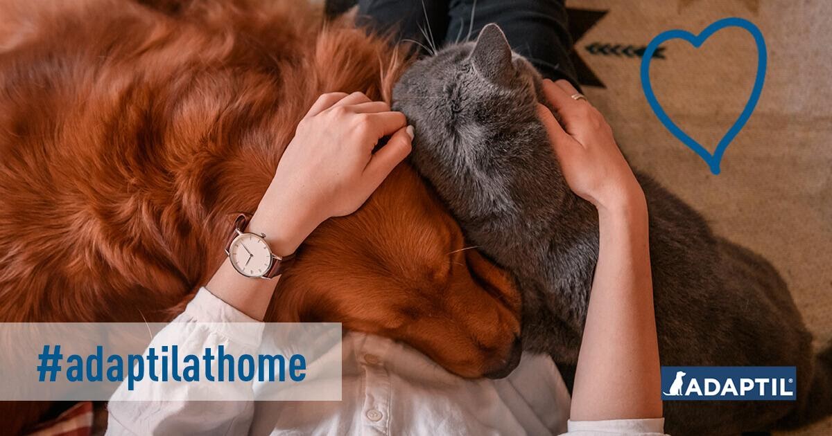 I 5 Consigli essenziali di Adaptil durante il Covid19
