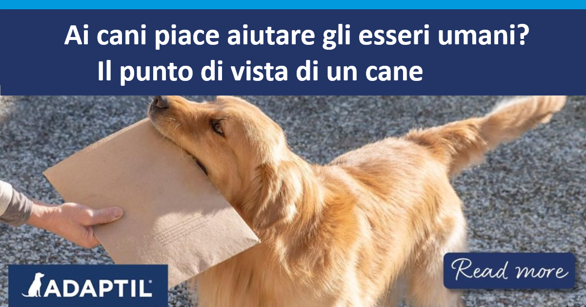 Golden retriever che dà una busta di cartone in bocca a un umano.