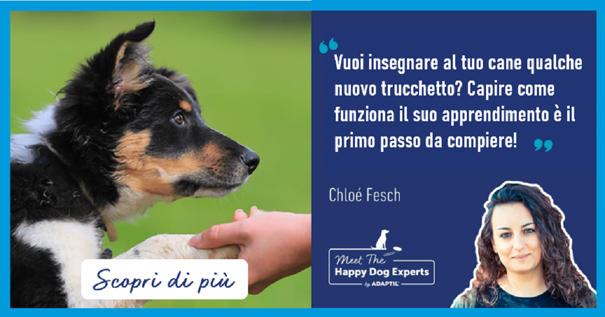 Capire come avviene l’apprendimento del cane