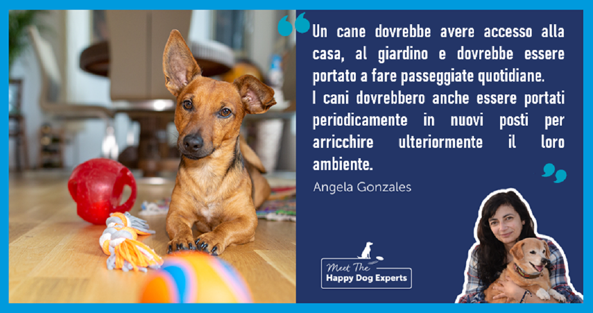 Come arricchire l'ambiente del tuo cane, spiegato dall'esperto