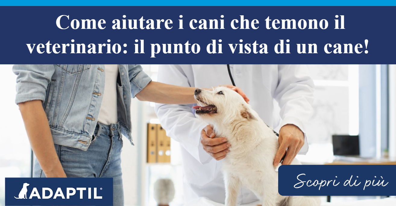 Piccolo cane terrier bianco che riceve un controllo dal veterinario mentre il genitore umano gli accarezza la testa.