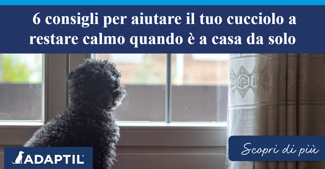 Cucciolo da soli a casa che aspetta davanti a una finestra di vetro, guardando la strada.