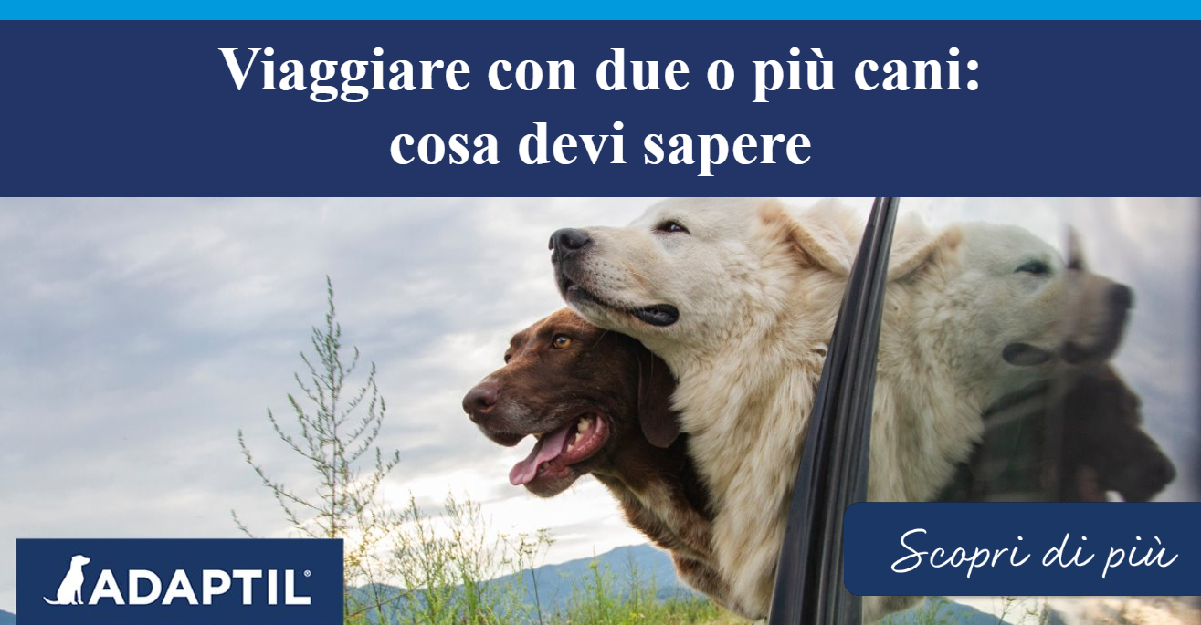 Una coppia di cani in un'auto parcheggiata con la testa fuori dal finestrino.