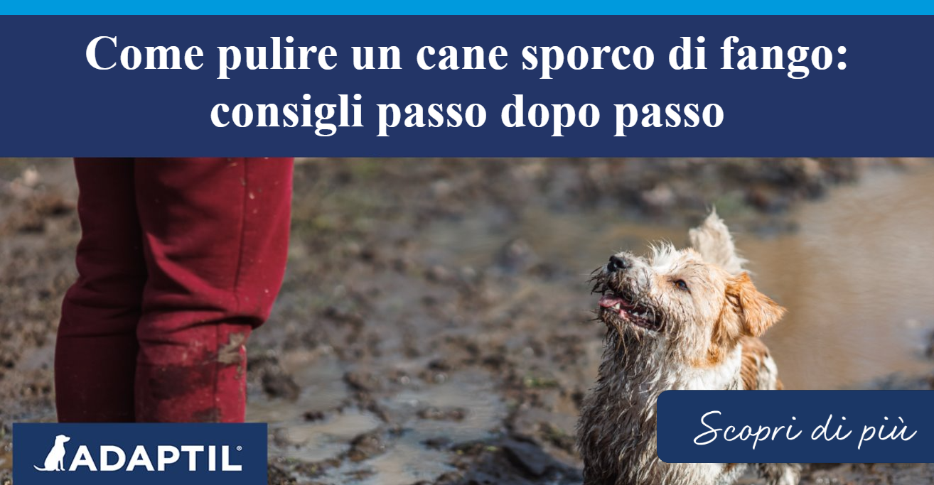 Terrier in piedi su un campo fangoso, guardando il loro umano che ha fango schizzato sui pantaloni e indossa stivali. 