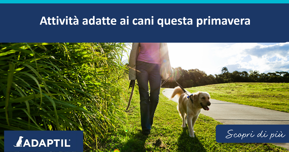 Attività adatte ai cani questa primavera