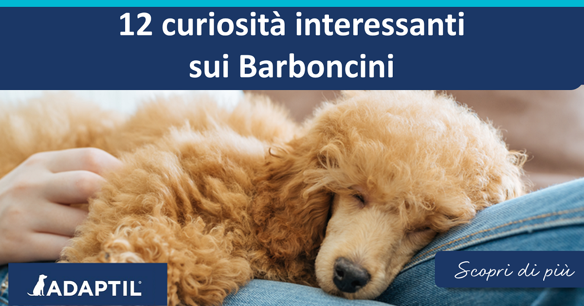 12 curiosità interessanti sui barboncini