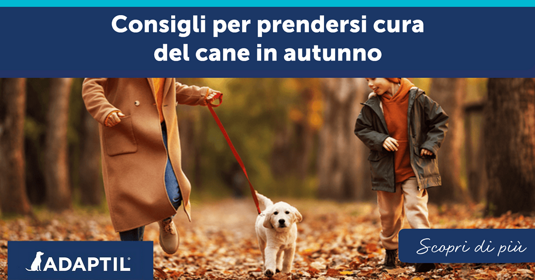 Consigli per prendersi cura del cane in autunno