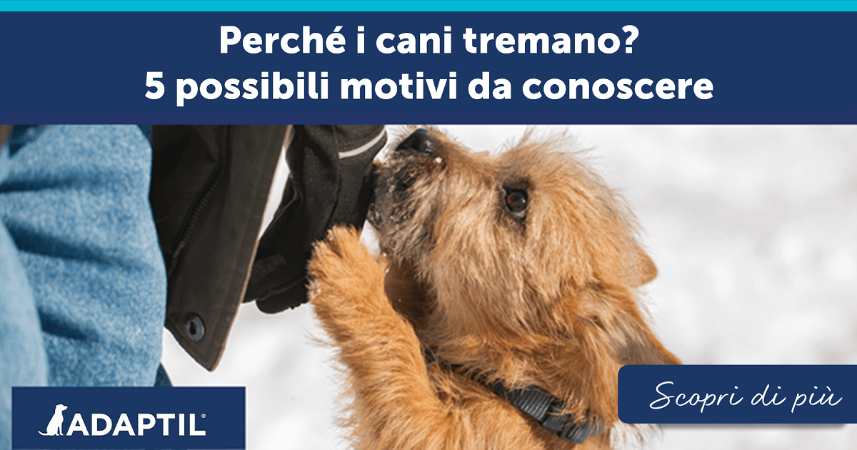 Perché i cani tremano? 5 possibili motivi da conoscere