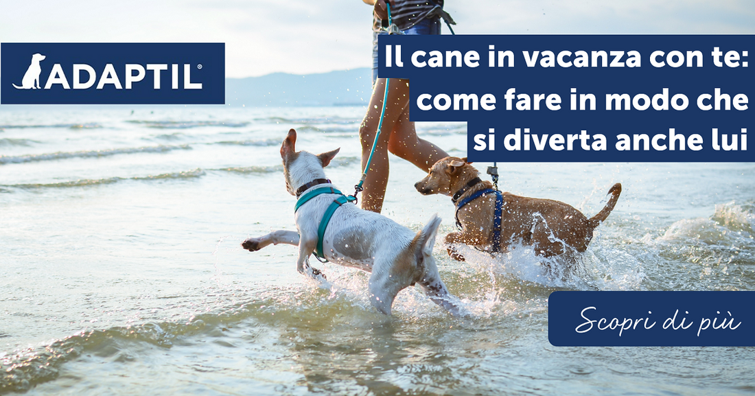 Il cane in vacanza con te: come fare in modo che si diverta anche lui