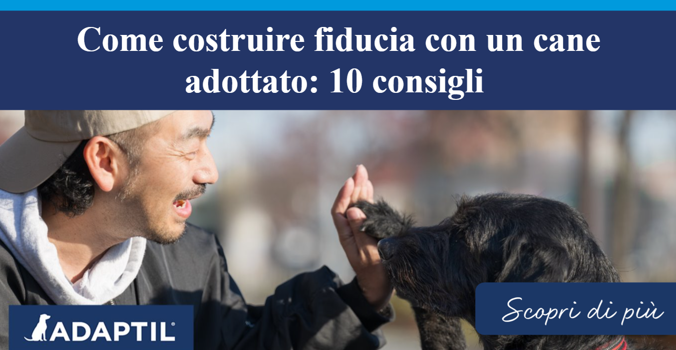 Cane nero salvato che dà la zampa al suo umano durante una passeggiata. 