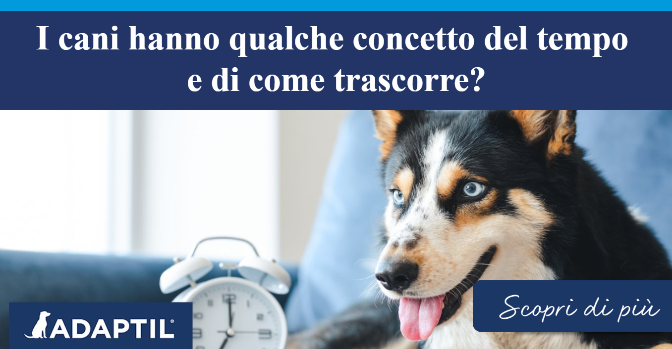 Cane seduto accanto a una sveglia su un divano blu.  