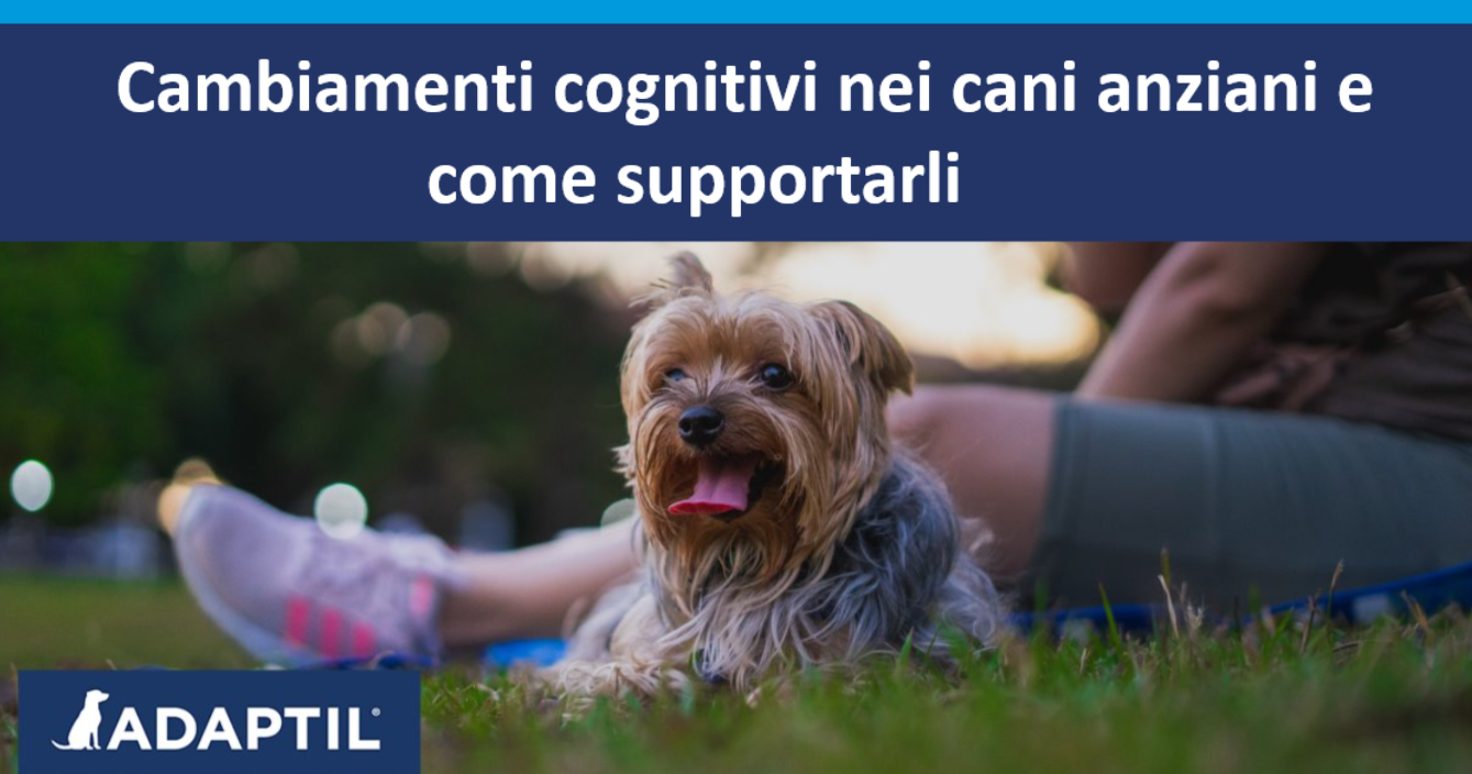 Cane anziano seduto in un parco su una coperta accanto a una persona.