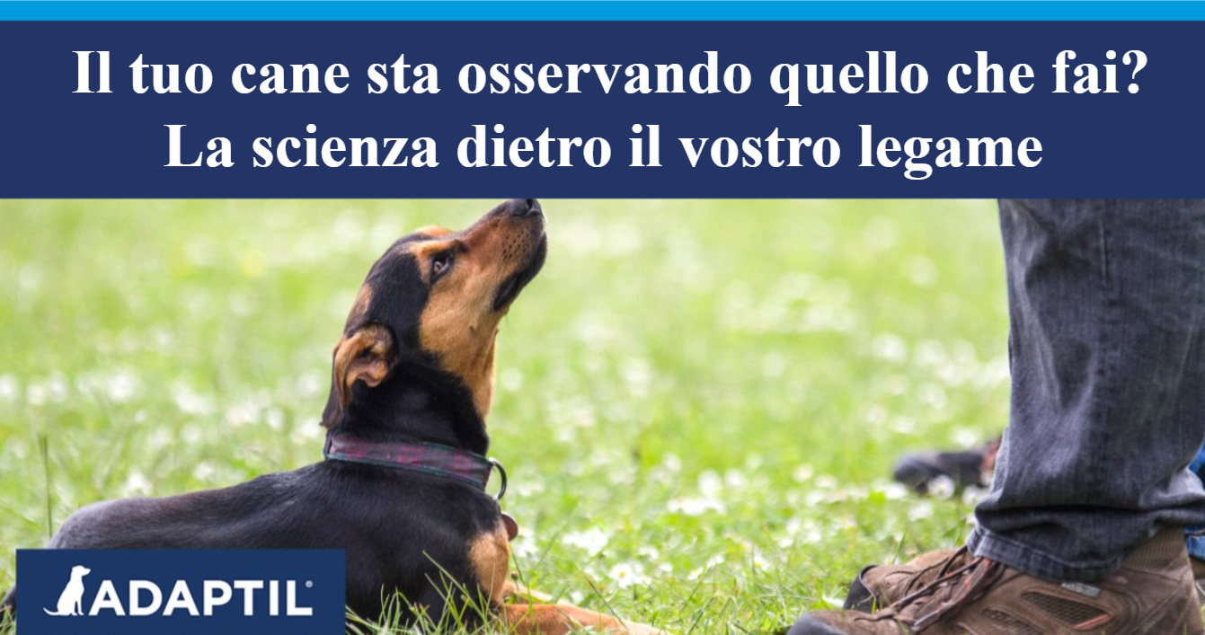 Un cane piccolo disteso sull'erba guardando il suo umano.