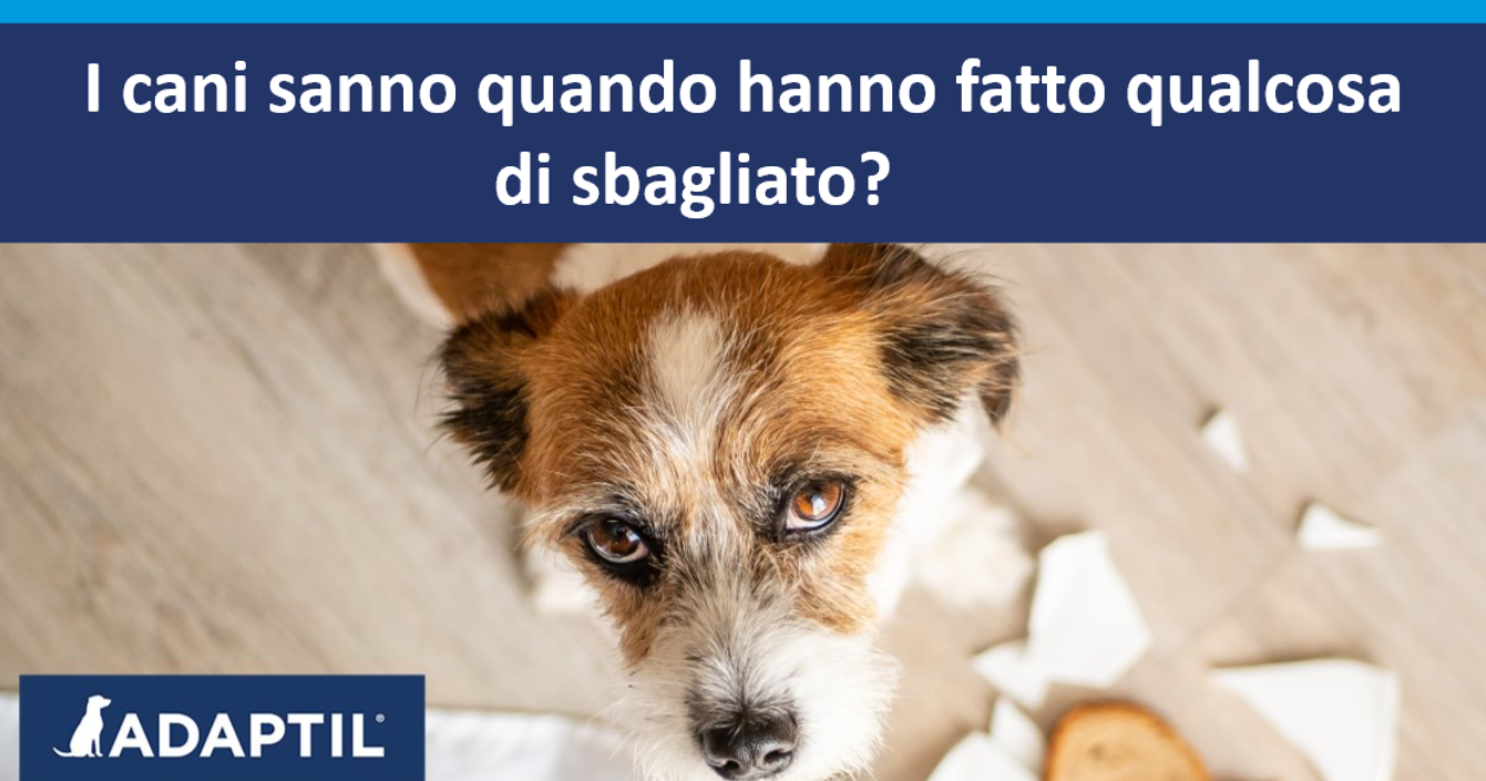 Cane terrier con un'espressione colpevole in piedi accanto a un piatto rotto e un panino aperto. 