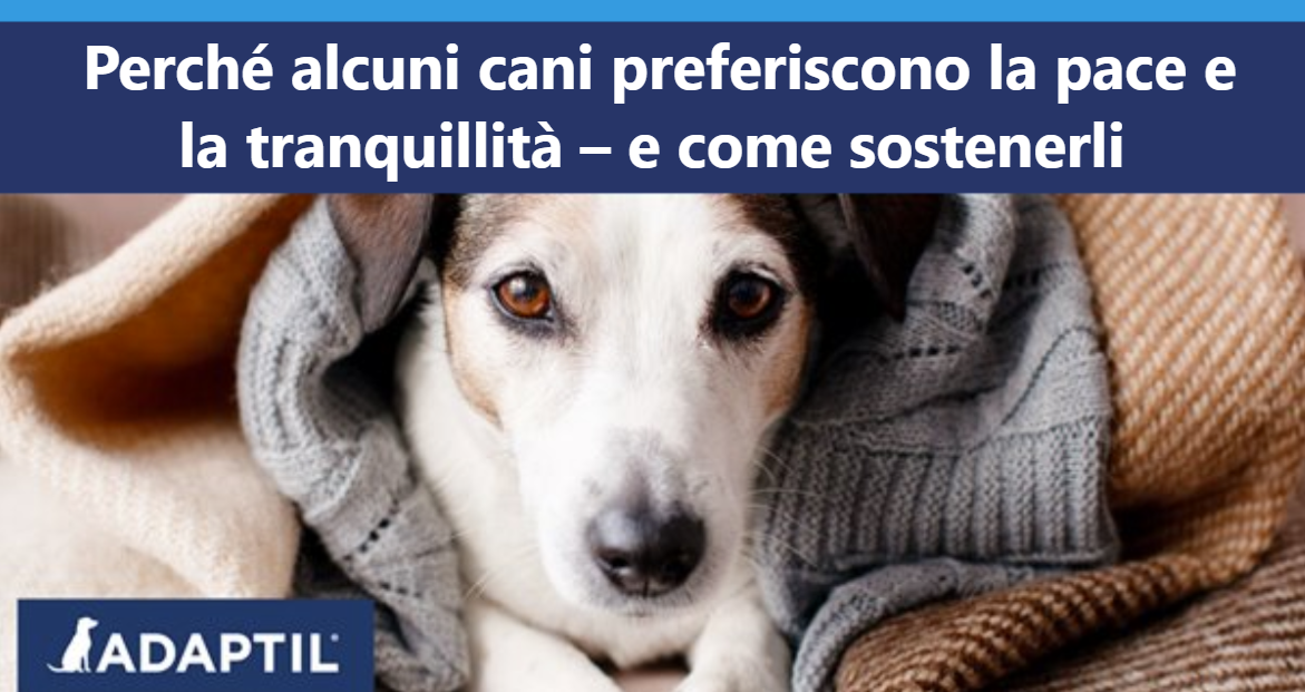 Jack Russell sdraiato con testa e zampe che si vedono da sotto una coperta grigia lavorata a maglia.