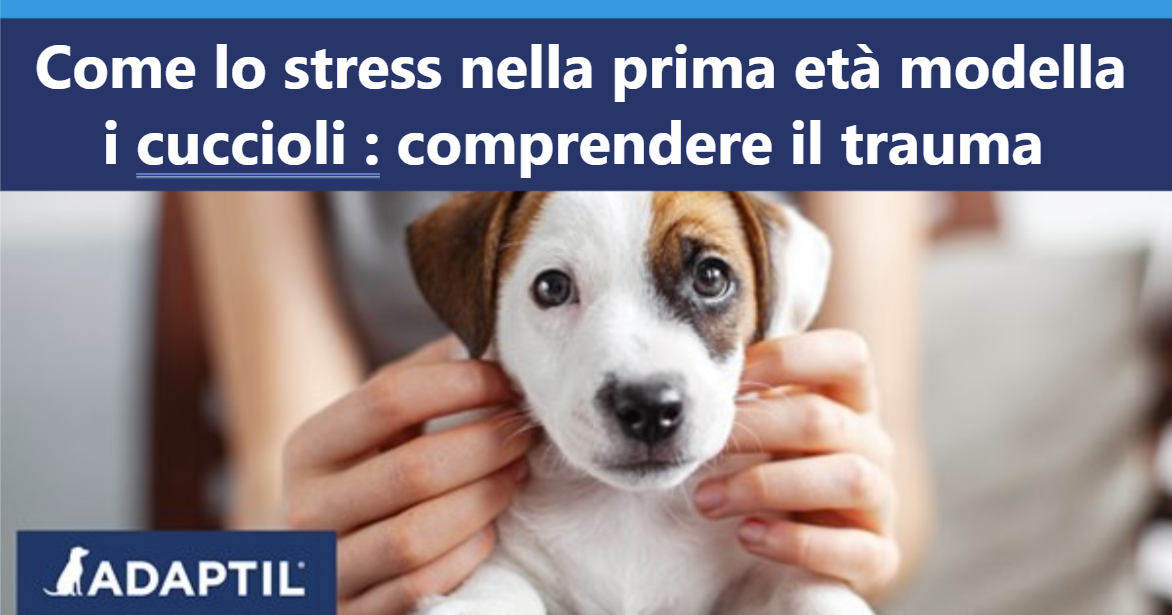 Piccolo cucciolo marrone e bianco seduto sulle ginocchia di una donna che guarda direttamente la telecamera.