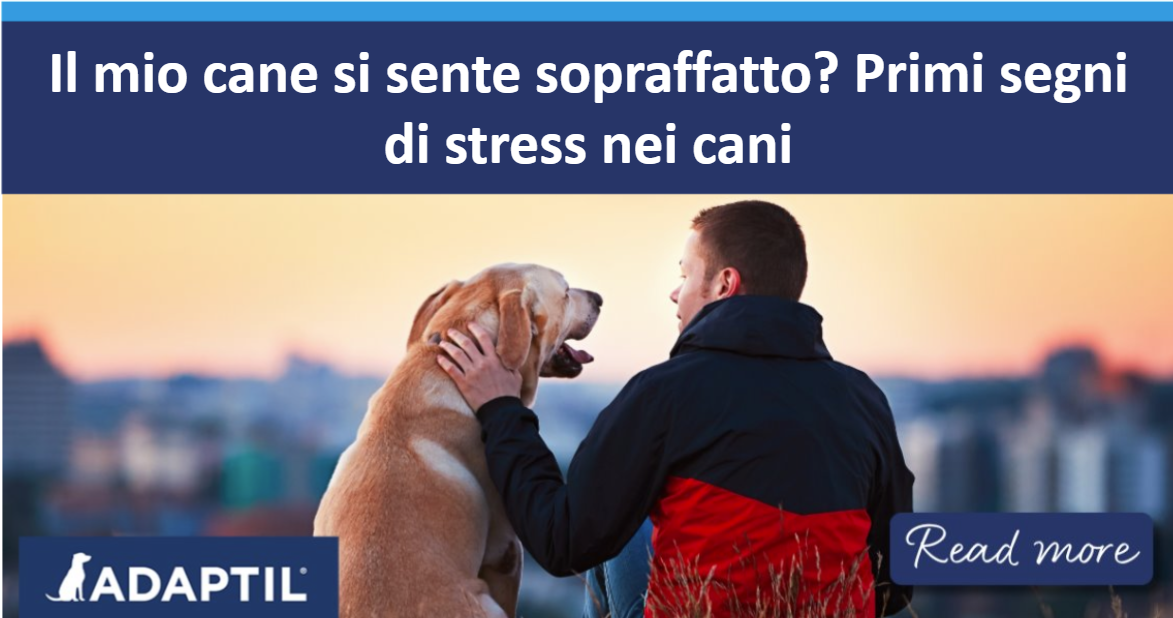 Uomo seduto su una collina al tramonto che accarezza delicatamente il suo Labrador Retriever.