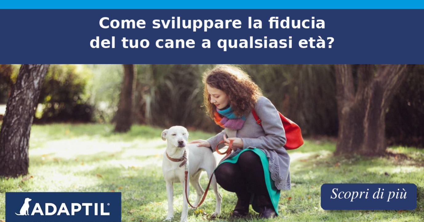 Una donna si accovaccia per accarezzare la schiena del suo cane bianco mentre fanno una pausa durante la passeggiata, in una zona erbosa con alberi.