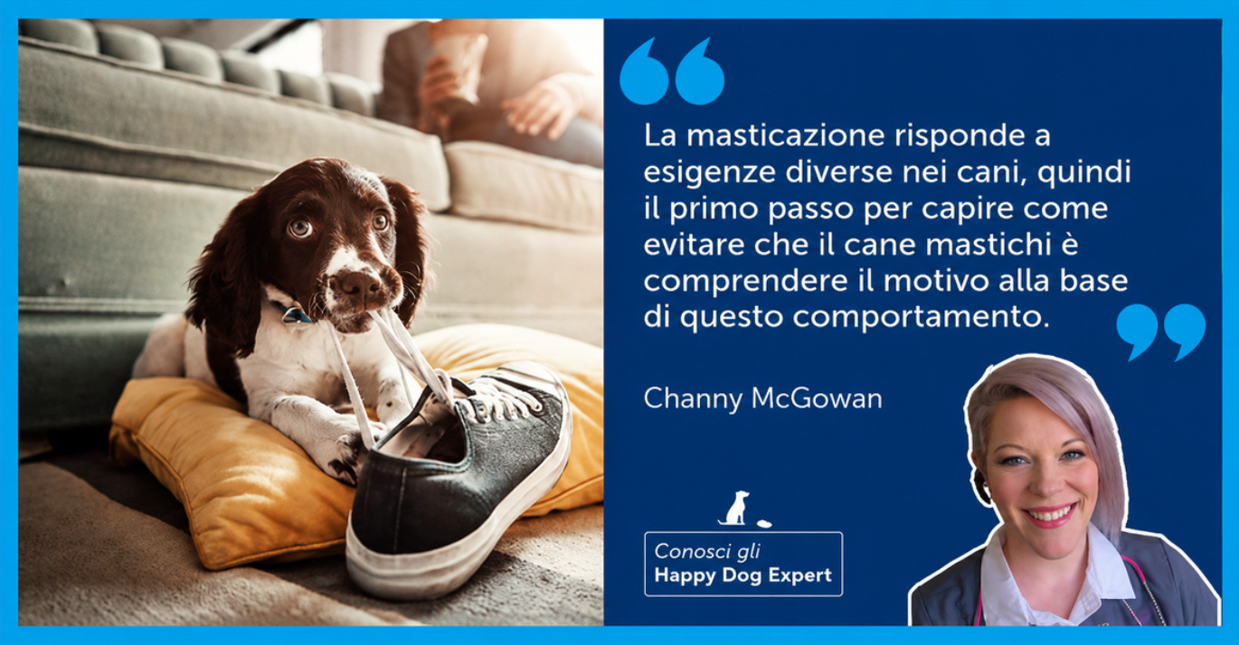 Un cucciolo mastica una scarpa da ginnastica mentre è sdraiato su un cuscino sul pavimento del soggiorno.