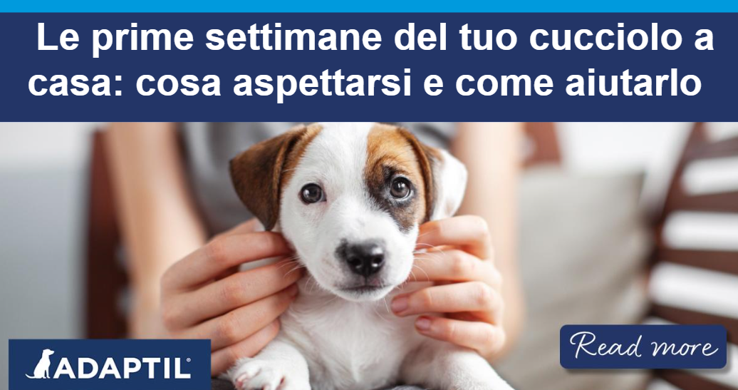 Un piccolo cucciolo bianco con le orecchie marroni e una macchia marrone sopra un occhio è seduto sulle gambe della sua persona e guarda verso la fotocamera.