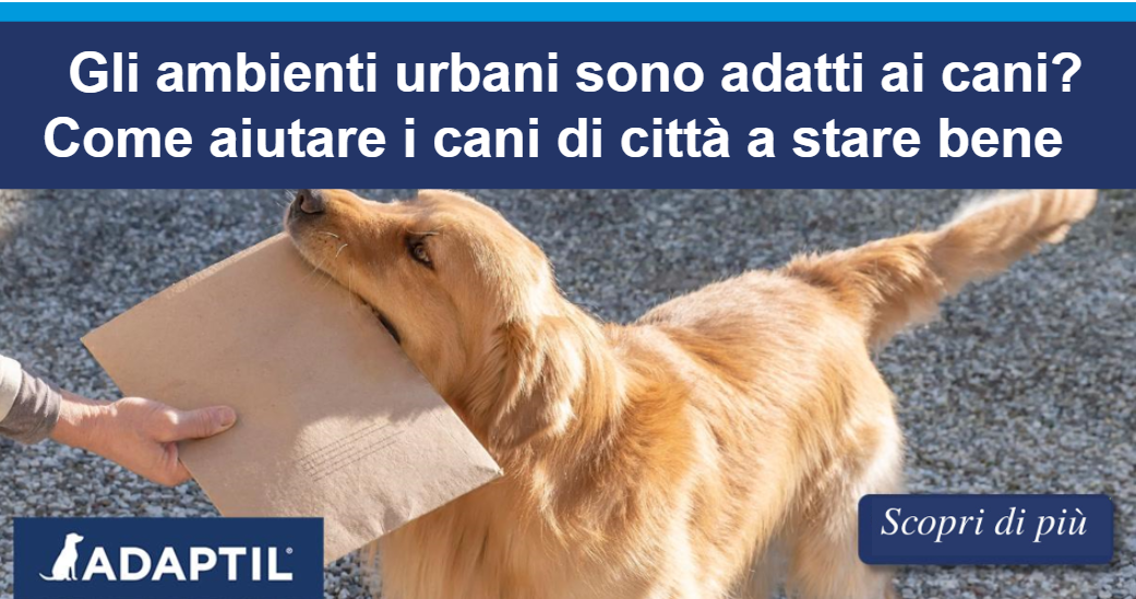 Golden Retriever dal pelo chiaro seduto sul marciapiede di una città davanti alle persone con cui vive, che lo tengono al guinzaglio verde, morbido e non teso, all’esterno di un edificio residenziale.