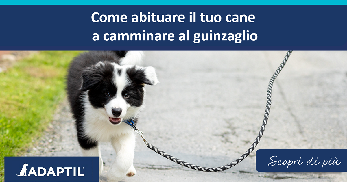 Come abituare il tuo cane a camminare al guinzaglio