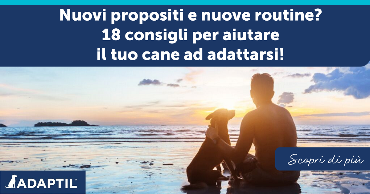 Nuovi propositi e nuove routine? 18 consigli per aiutare il tuo cane ad adattarsi!